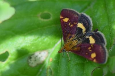 <i>Pyrausta aurata</i>