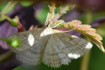 <i>Psammotis pulveralis</i>