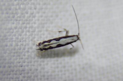 <i>Dialectica scalariella</i>