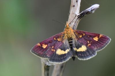 <i>Pyrausta aurata</i>