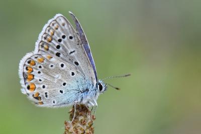 Azuré de la Bugrane 