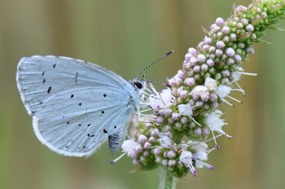 Celastrina argiolus
