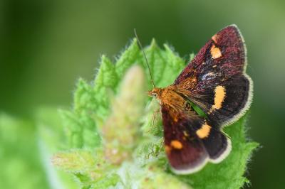 <i>Pyrausta aurata</i>