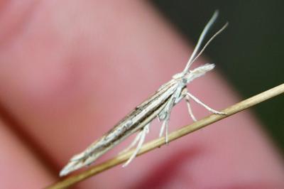 <i>Ypsolopha mucronella</i>