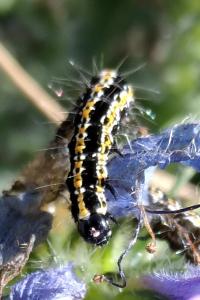 <i>Ethmia bipunctella</i>