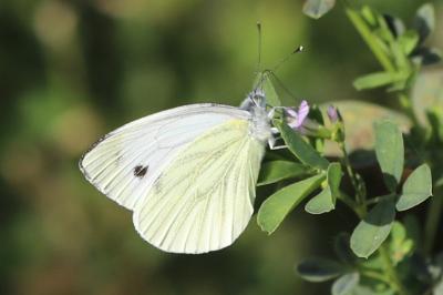 Piéride du Navet 
