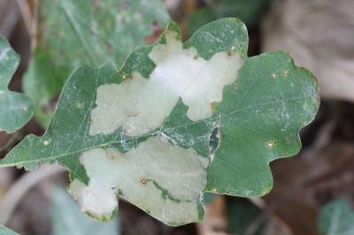 <i>Tischeria ekebladella</i>