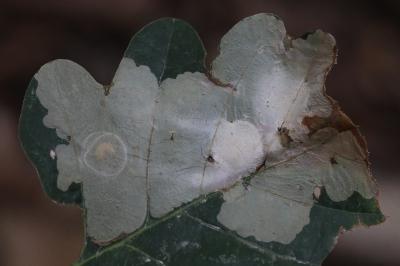 <i>Tischeria ekebladella</i>