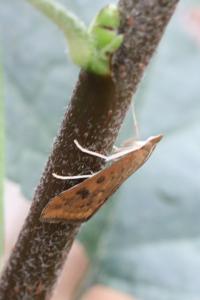 <i>Udea ferrugalis</i>