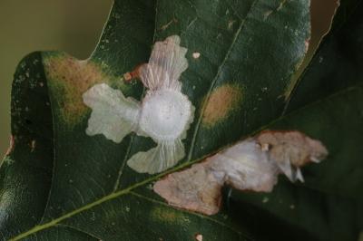 <i>Tischeria ekebladella</i>