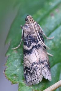 <i>Euzophera pinguis</i>