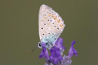 Azuré de la Bugrane 