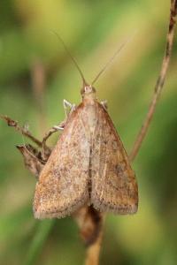 <i>Udea ferrugalis</i>