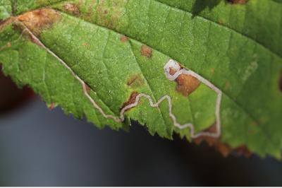 <i>Stigmella microtheriella</i>