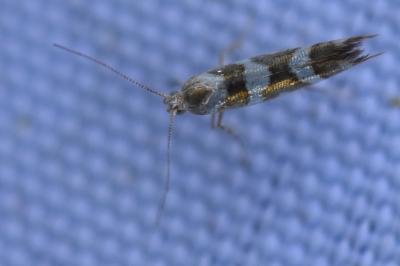 <i>Argyresthia goedartella</i>