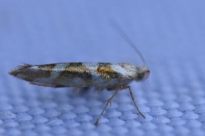 <i>Argyresthia goedartella</i>