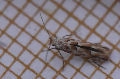 <i>Phyllonorycter</i>