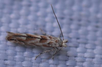 <i>Phyllonorycter</i>