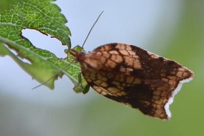 <i>Acleris rhombana</i>