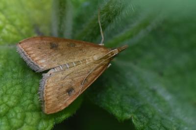 <i>Udea ferrugalis</i>