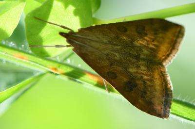 <i>Udea ferrugalis</i>