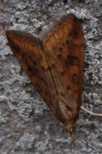 <i>Udea ferrugalis</i>