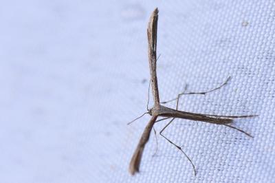 <i>Emmelina monodactyla</i>
