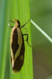 <i>Harpella forficella</i>