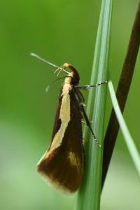 <i>Harpella forficella</i>
