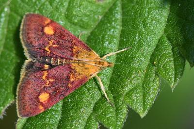 <i>Pyrausta aurata</i>