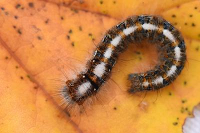 Lasiocampa quercus