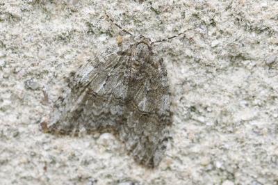 <i>Epirrita</i>