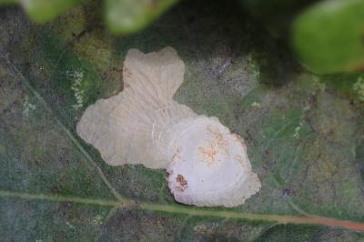 <i>Tischeria ekebladella</i>