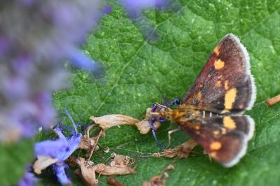 <i>Pyrausta aurata</i>