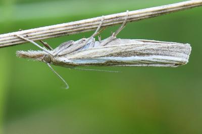 <i>Agriphila tristella</i>