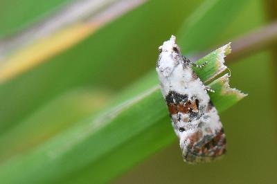 <i>Cochylis hybridella</i>