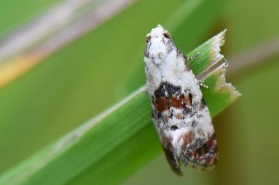 <i>Cochylis hybridella</i>