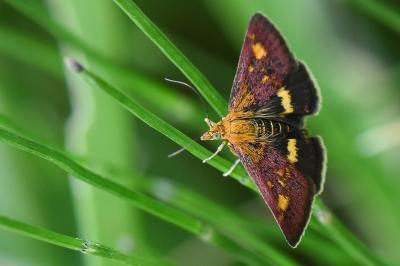 Pyrausta aurata