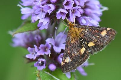 <i>Pyrausta aurata</i>