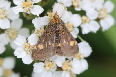 <i>Pyrausta aurata</i>