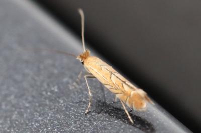 <i>Phyllonorycter messaniella</i>