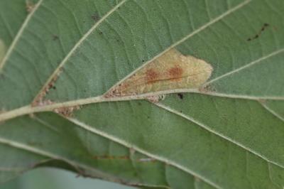 <i>Phyllonorycter rajella</i>