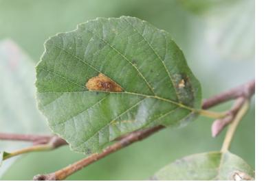 <i>Phyllonorycter rajella</i>