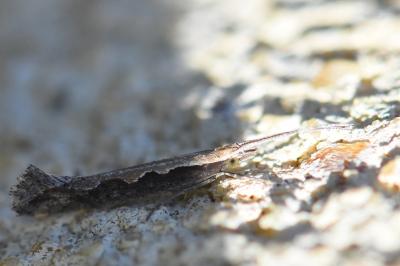 <i>Plutella xylostella</i>