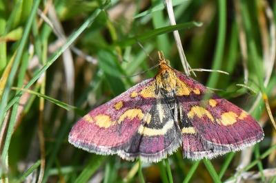 <i>Pyrausta purpuralis</i>