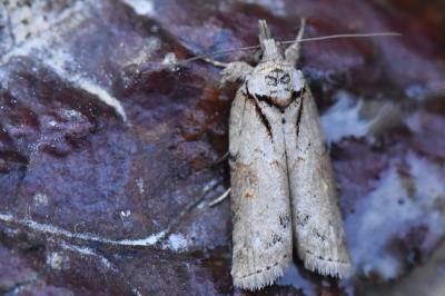 Sarrothripe de Revay 