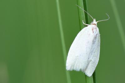 <i>Tortrix viridana</i>