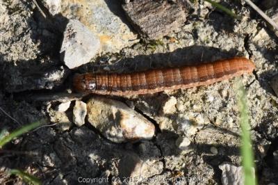 <i>Phycita roborella</i>