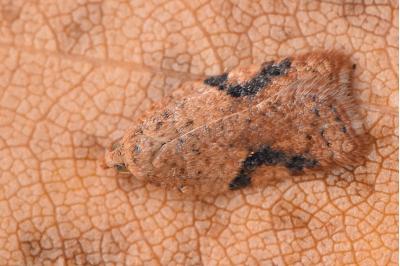 <i>Acleris</i>