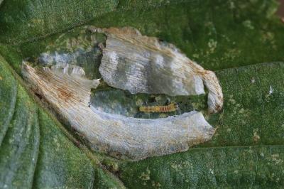 <i>Phyllonorycter esperella</i>